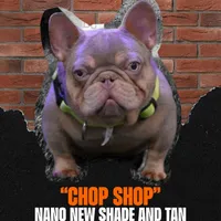 Green Collar, a male French Bulldog for sale in Sugar Land, TX – Photo 7 of 9