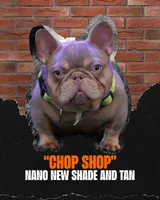 Green Collar, a male French Bulldog for sale in Sugar Land, TX – Photo 7 of 8
