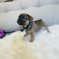 Green Collar, a male French Bulldog for sale in Sugar Land, TX – Photo 3 of 9