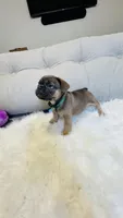 Green Collar, a male French Bulldog for sale in Sugar Land, TX – Photo 2 of 8