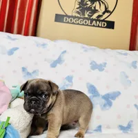 Green Collar, a male French Bulldog for sale in Sugar Land, TX – Photo 4 of 9