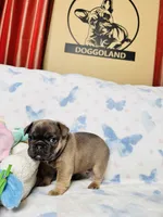 Green Collar, a male French Bulldog for sale in Sugar Land, TX – Photo 4 of 8