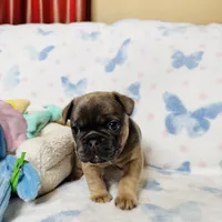 Green Collar, a male French Bulldog for sale in Sugar Land, TX – Photo 6 of 9