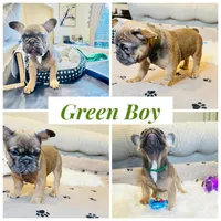 Green Collar, a male French Bulldog for sale in Sugar Land, TX – Photo 1 of 9