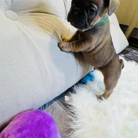 Green Collar, a male French Bulldog for sale in Sugar Land, TX – Photo 8 of 9