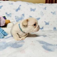 Light Blue Collar, a male French Bulldog for sale in Sugar Land, TX – Photo 4 of 6