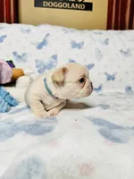Light Blue Collar, a male French Bulldog for sale in Sugar Land, TX – Photo 5 of 7