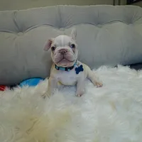 Light Blue Collar, a male French Bulldog for sale in Sugar Land, TX – Photo 2 of 6