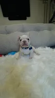 Light Blue Collar, a male French Bulldog for sale in Sugar Land, TX – Photo 1 of 7