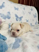Light Blue Collar, a male French Bulldog for sale in Sugar Land, TX – Photo 2 of 7