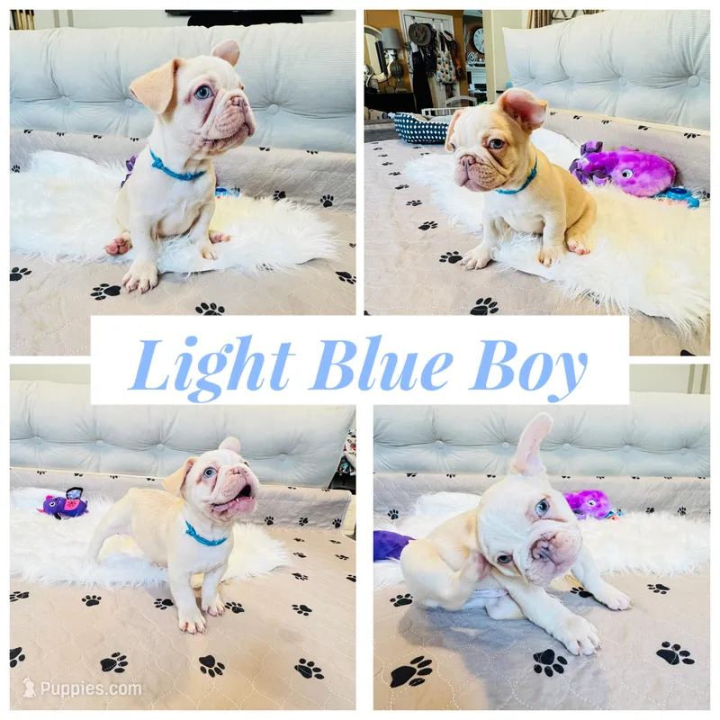 Light Blue Collar – French Bulldog puppy for sale in Sugar Land, TX