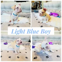 Light Blue Collar, a male French Bulldog for sale in Sugar Land, TX – Photo 1 of 6