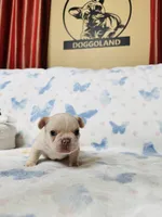 Light Blue Collar, a male French Bulldog for sale in Sugar Land, TX – Photo 4 of 7