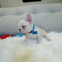 Light Blue Collar, a male French Bulldog for sale in Sugar Land, TX – Photo 3 of 6