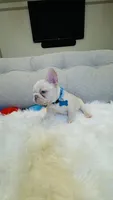 Light Blue Collar, a male French Bulldog for sale in Sugar Land, TX – Photo 3 of 7