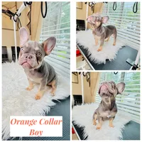 Orange Collar, a male French Bulldog for sale in Sugar Land, TX – 1 of 8