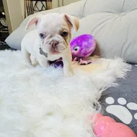 Gray Collar, a male French Bulldog for sale in Sugar Land, TX – Photo 2 of 7