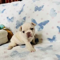 Gray Collar, a male French Bulldog for sale in Sugar Land, TX – Photo 4 of 7