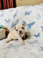 Gray Collar, a male French Bulldog for sale in Sugar Land, TX – Photo 5 of 9