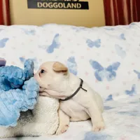 Gray Collar, a male French Bulldog for sale in Sugar Land, TX – Photo 3 of 7