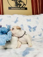 Gray Collar, a male French Bulldog for sale in Sugar Land, TX – Photo 6 of 9