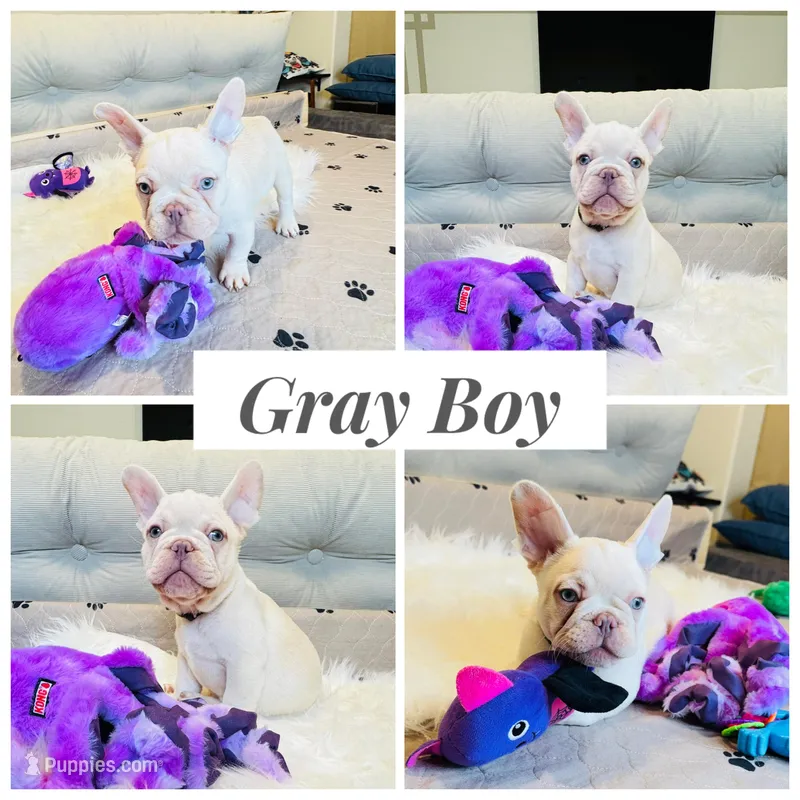 Gray Collar – French Bulldog puppy for sale in Sugar Land, TX