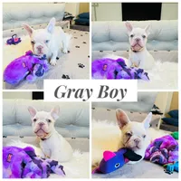 Gray Collar, a male French Bulldog for sale in Sugar Land, TX – Photo 1 of 7