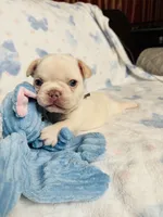 Gray Collar, a male French Bulldog for sale in Sugar Land, TX – Photo 4 of 9