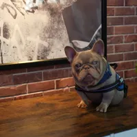 Gray Collar, a male French Bulldog for sale in Sugar Land, TX – Photo 5 of 7