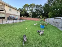 Greg, a male French Bulldog for sale in Sugar Land, TX – Photo 6 of 9
