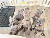 Greg, a male French Bulldog for sale in Sugar Land, TX – Photo 4 of 9