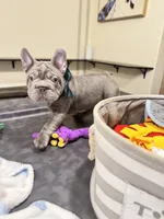 Greg, a male French Bulldog for sale in Sugar Land, TX – Photo 8 of 9