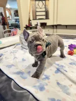 Greg, a male French Bulldog for sale in Sugar Land, TX – Photo 3 of 9