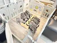 Greg, a male French Bulldog for sale in Sugar Land, TX – Photo 7 of 9