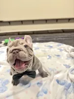 Greg, a male French Bulldog for sale in Sugar Land, TX – Photo 2 of 9