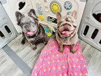 Greg, a male French Bulldog for sale in Sugar Land, TX – Photo 5 of 9