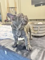 Greg, a male French Bulldog for sale in Sugar Land, TX – Photo 1 of 9