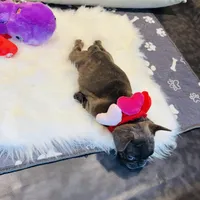 Pink Collar, a female French Bulldog for sale in Sugar Land, TX – Photo 3 of 9