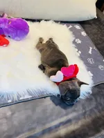 Pink Collar, a female French Bulldog for sale in Sugar Land, TX – Photo 3 of 8