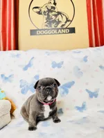 Pink Collar, a female French Bulldog for sale in Sugar Land, TX – Photo 6 of 8