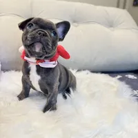 Pink Collar, a female French Bulldog for sale in Sugar Land, TX – Photo 2 of 9