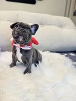 Pink Collar, a female French Bulldog for sale in Sugar Land, TX – Photo 2 of 8