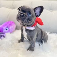 Pink Collar, a female French Bulldog for sale in Sugar Land, TX – Photo 4 of 9