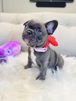 Pink Collar, a female French Bulldog for sale in Sugar Land, TX – Photo 1 of 8