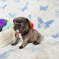 Pink Collar, a female French Bulldog for sale in Sugar Land, TX – Photo 6 of 9