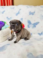 Pink Collar, a female French Bulldog for sale in Sugar Land, TX – Photo 5 of 8