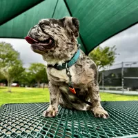 Pink Collar, a female French Bulldog for sale in Sugar Land, TX – Photo 9 of 9