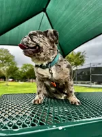 Pink Collar, a female French Bulldog for sale in Sugar Land, TX – Photo 8 of 8