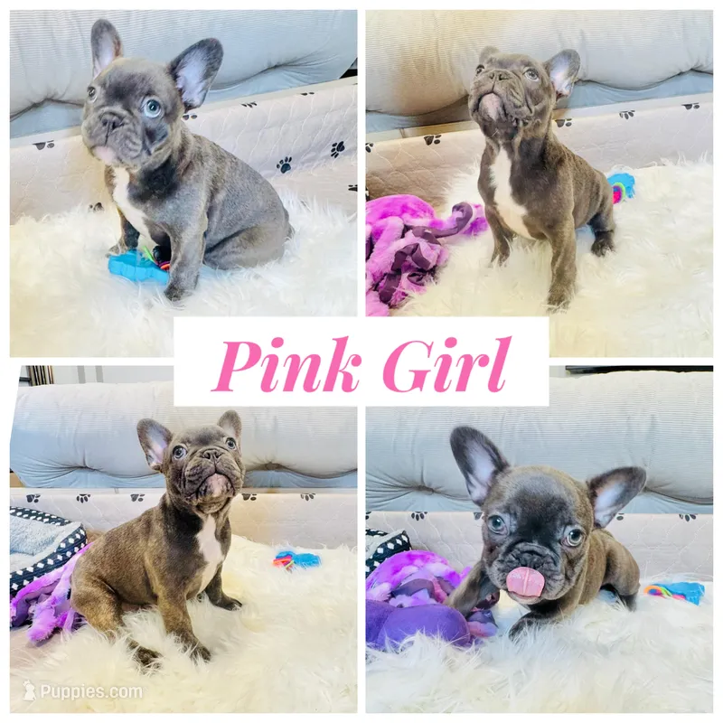 Pink Collar – French Bulldog puppy for sale in Sugar Land, TX