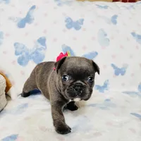 Pink Collar, a female French Bulldog for sale in Sugar Land, TX – Photo 5 of 9